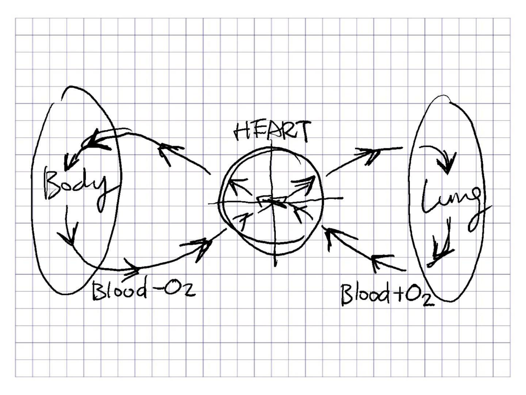 在跟女兒複習生物時體會，心臟是肺和肌肉間的幫浦，把氧氣塞進血液再供給肌肉，心臟就是防逆流抽水機設計（圖：六叔自己繪製）